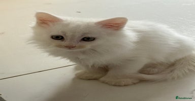 Maine Coon cats - Advert 14