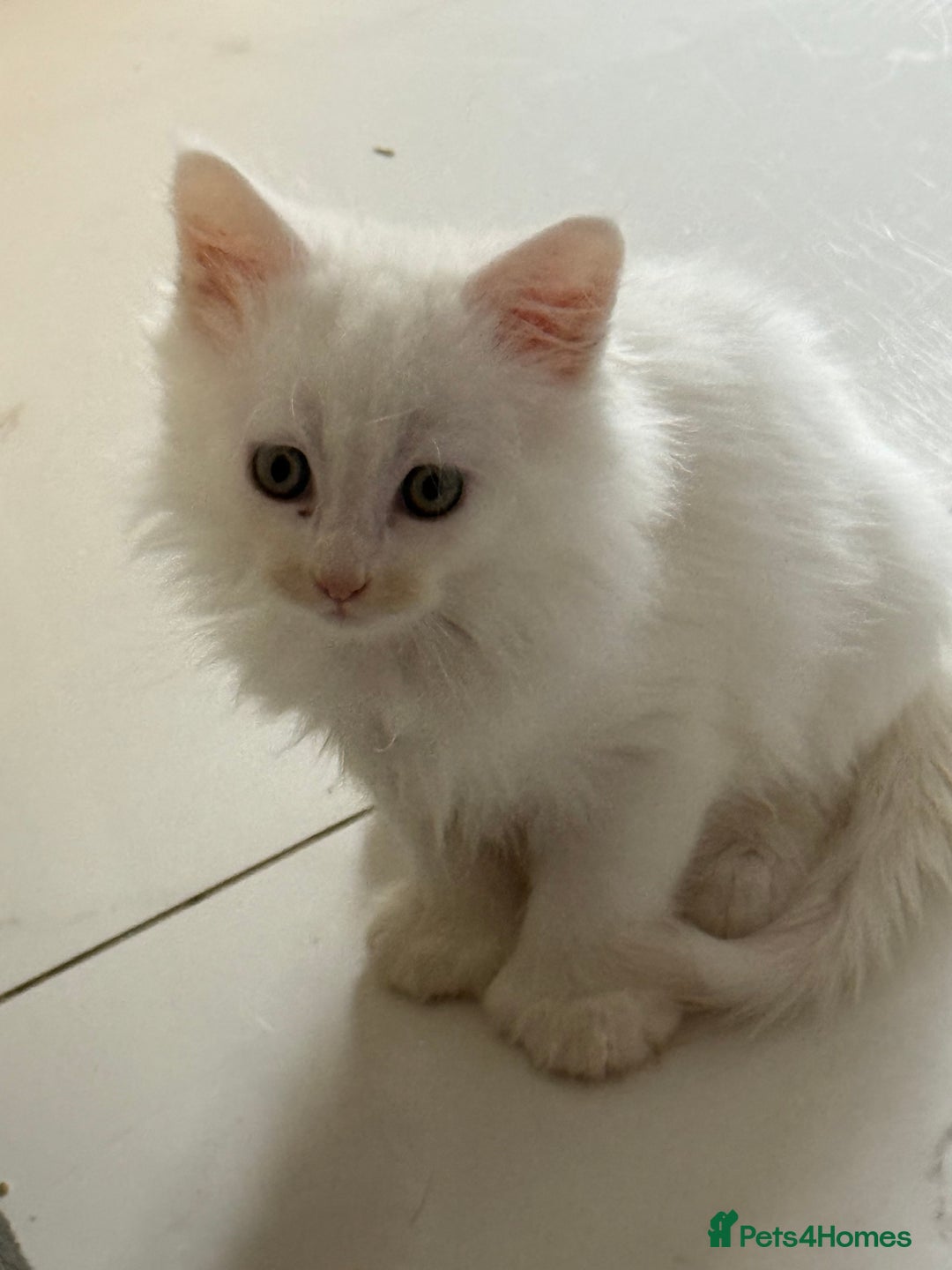 Maine Coon cats for sale: 	Rare Polydactyl Kittens + 1 Blue-Eyed Beauty - Image 5