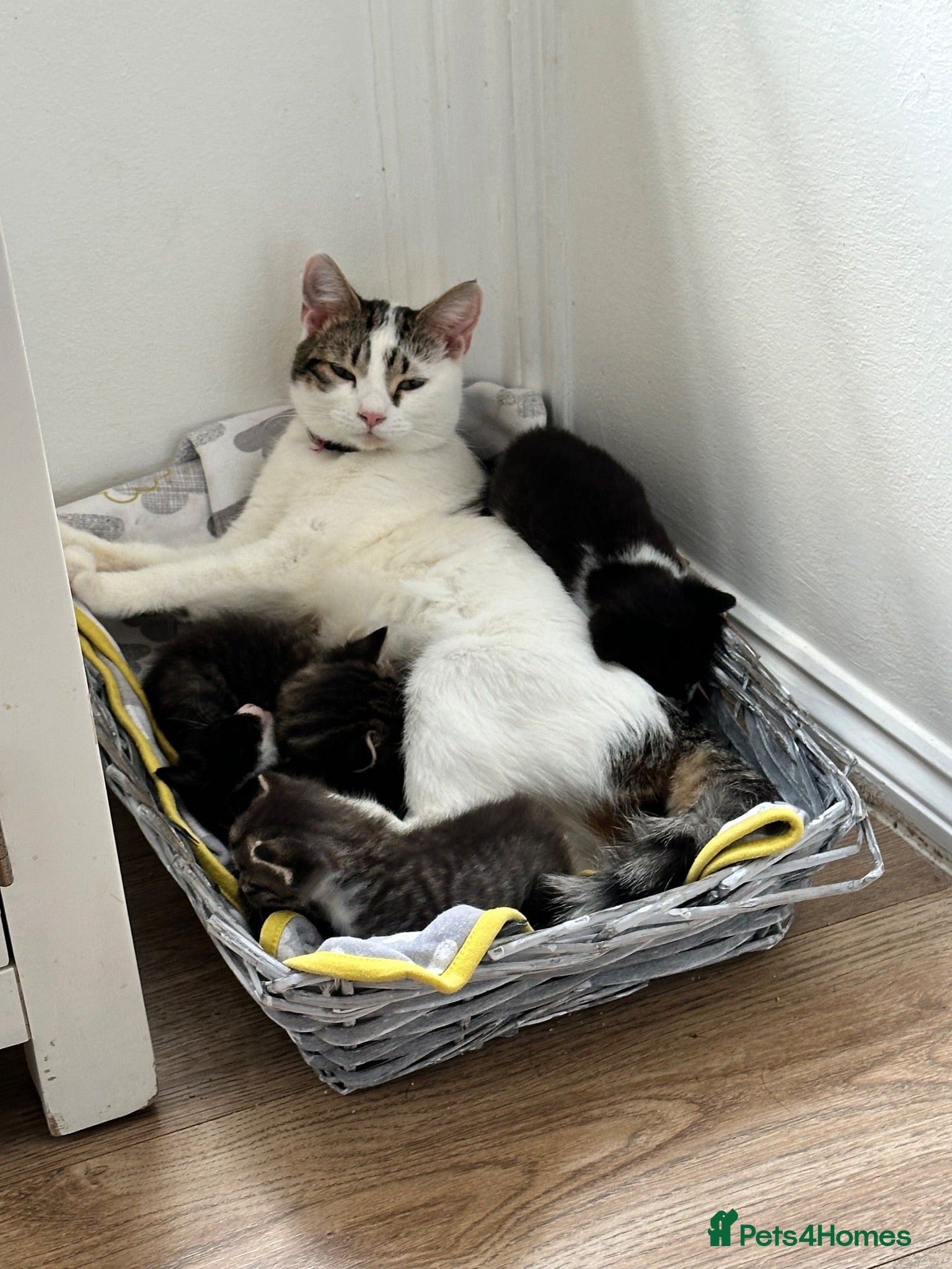 British Shorthair cats Beautiful fluffy bundles of fun 🤩  - Advert 1