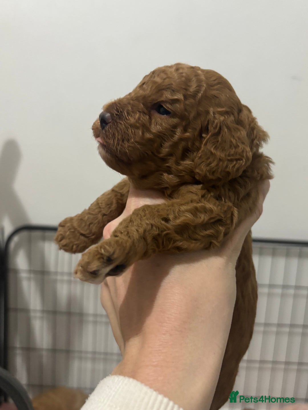Cockapoo dogs for sale: Red cockapoo pups 😍 3 weeks old almost  - Advert 14
