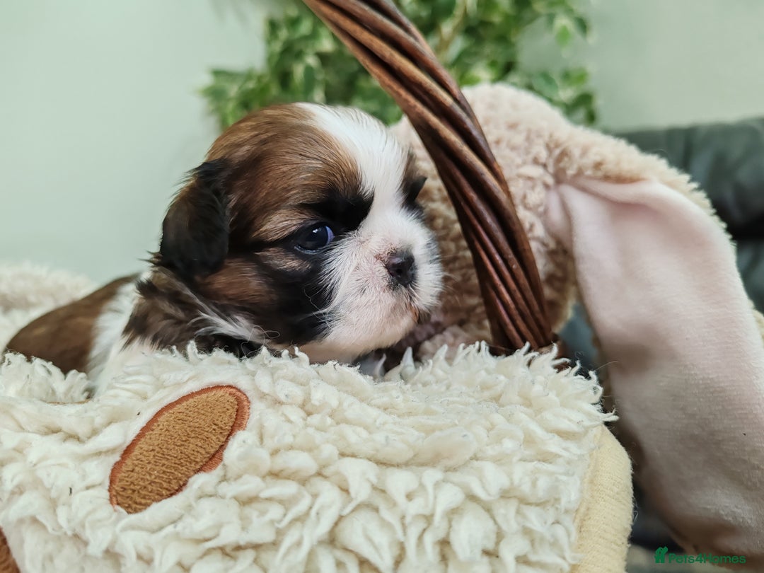 Shih Tzu dogs for sale: Shih Tzu - Image 20