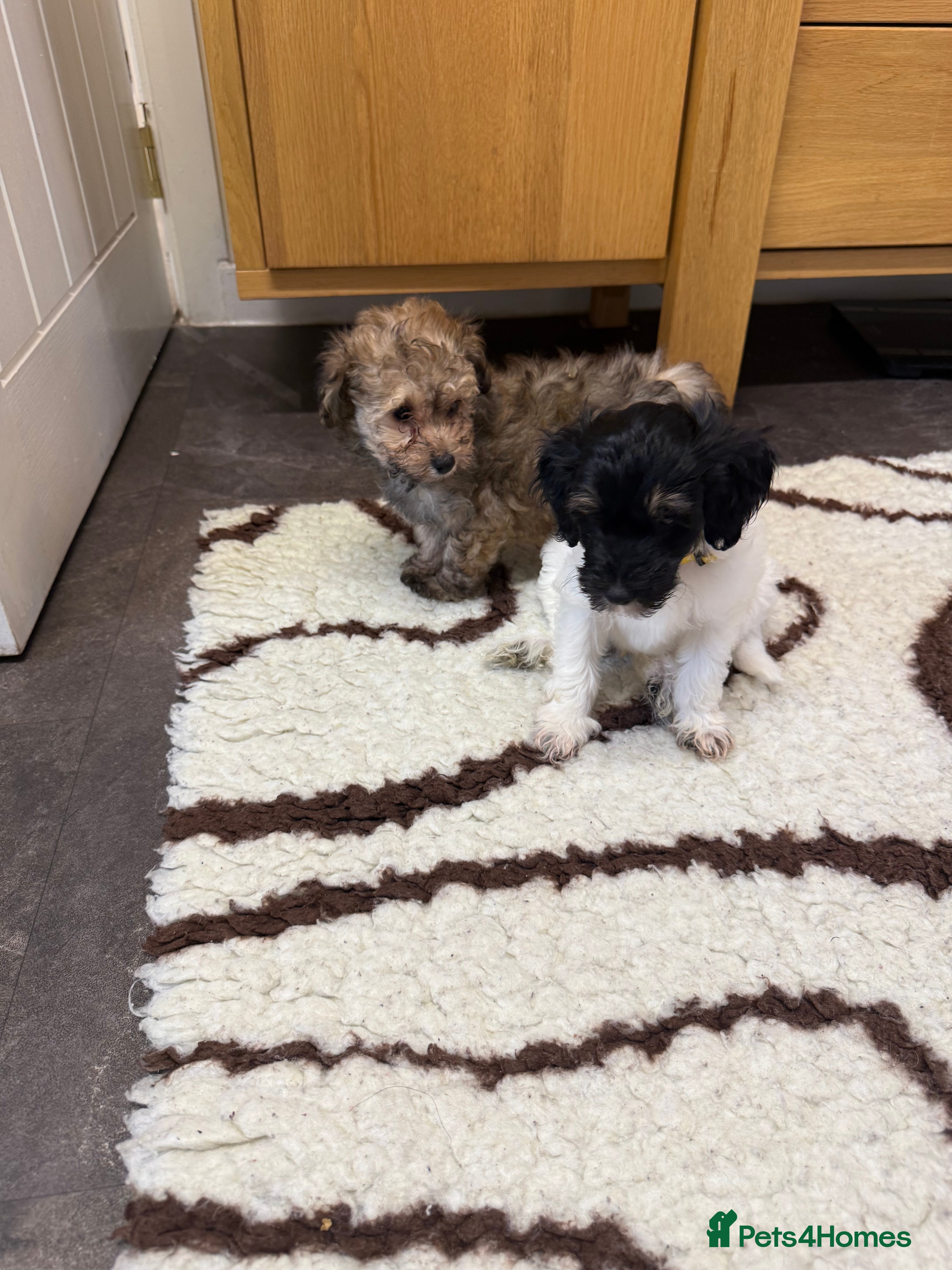 Chipoo dogs Rare Phantom Toy poodle - Advert 2