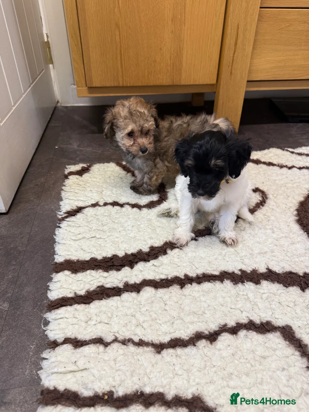 Chipoo dogs for sale: Rare Phantom Toy poodle in Farnborough - Advert 2
