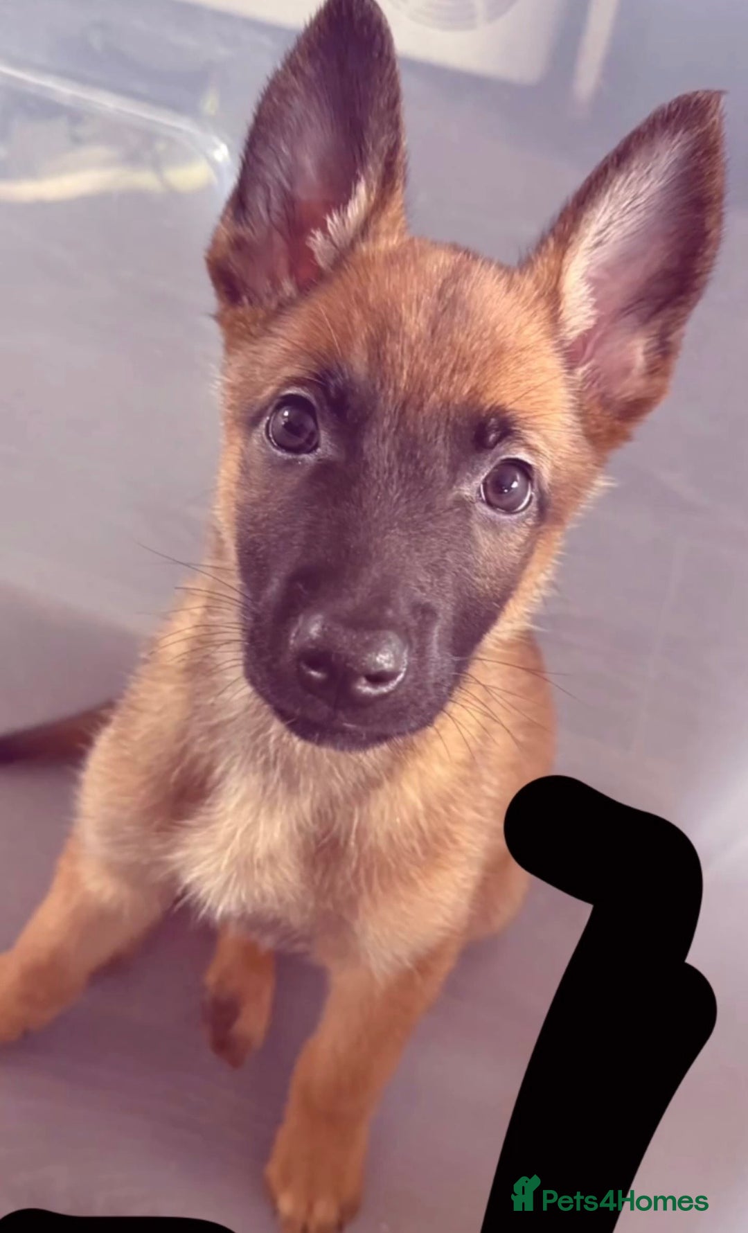 Belgian Shepherd Dog dogs for sale: Hugo Belgian malinos - Advert 3