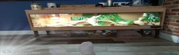 Bearded Dragon reptiles for sale: Female bearded dragon  in Bristol - Advert 4