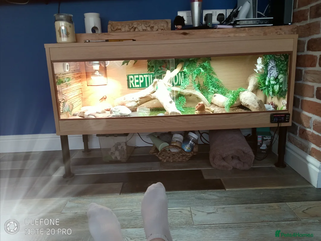 Bearded Dragon reptiles for sale: Female bearded dragon  in Bristol - Advert 4