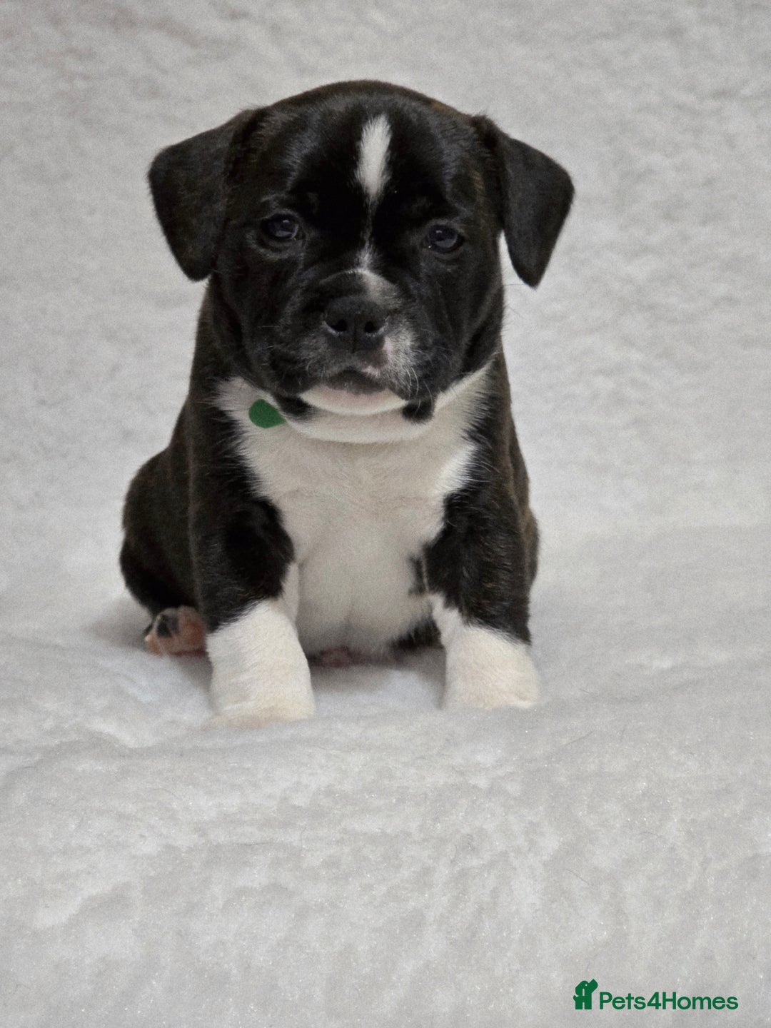 Staffordshire Bull Terrier dogs for sale: ✨️Outstanding SBT puppies✨️ - Advert 23