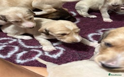 Saluki dogs for sale: Beautiful Saluki (new updated photos)  - Image 20