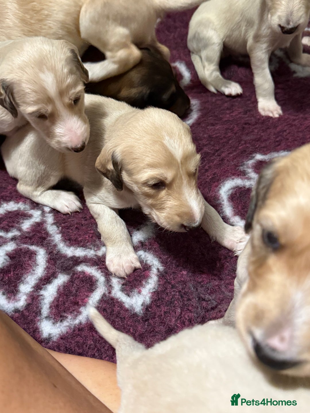 Saluki dogs for sale: Beautiful Saluki (new updated photos)  - Image 20