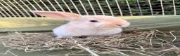Mini Lop rabbits for sale: *Mini Lop Babies  - Advert 3