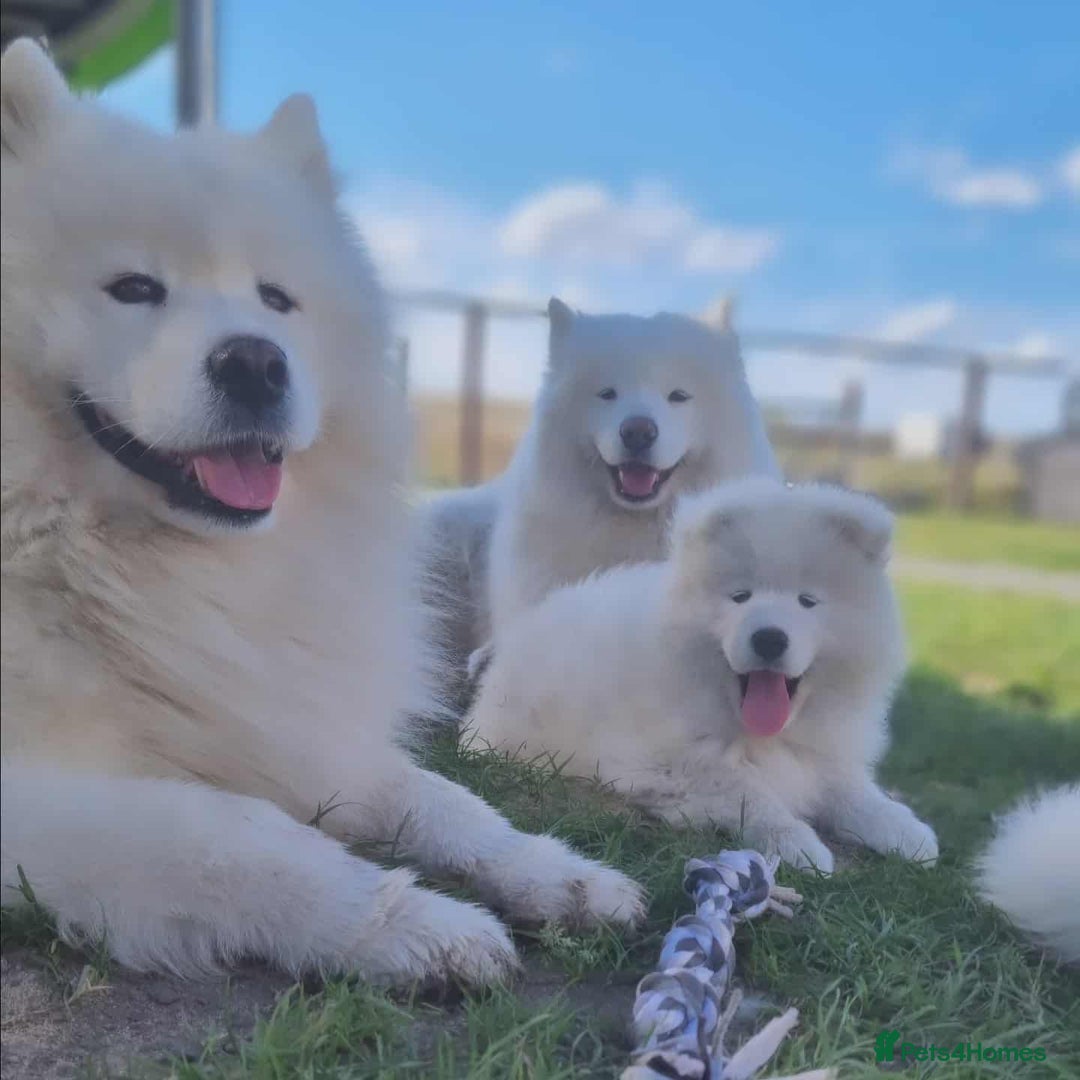 Samoyed dogs for sale: Adorable puppies for sale! - Image 5