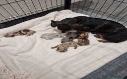 Miniature Dachshund dogs for sale: Available now💕🐾miniature dachshund  - Image 2
