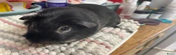 Guinea Pig rodents for sale: Beautiful Guinea Pig Boys - Advert 4