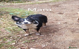 Mixed Breed dogs for sale: Collie x German Shepherd pups - Image 5
