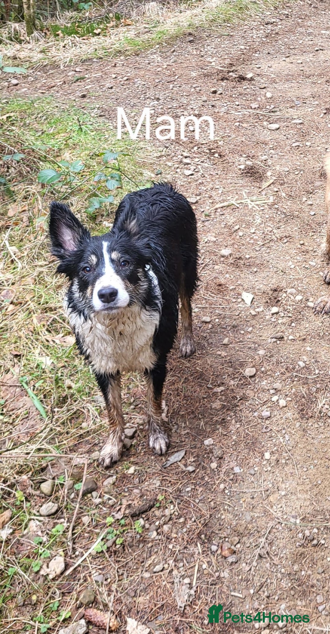Mixed Breed dogs for sale: Collie x German Shepherd pups - Image 5