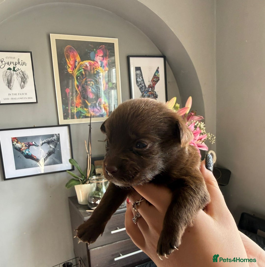 Mixed Breed dogs for sale: 9 beautiful dachshund cross poms - Image 7