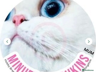 Persian cats - Advert 36