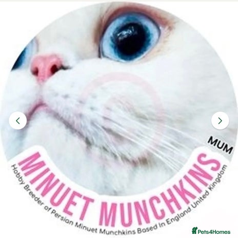 Persian cats - Advert 1