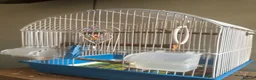 Lovebirds birds for sale: Sweet & Affectionate Female Lovebird For Sale - Advert 10