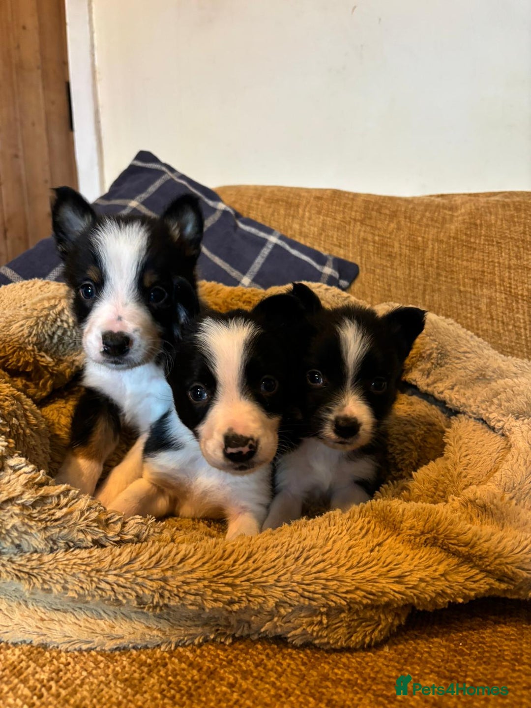 Border Collie dogs for sale: Stunning puppies. Parents health tested - Advert 10
