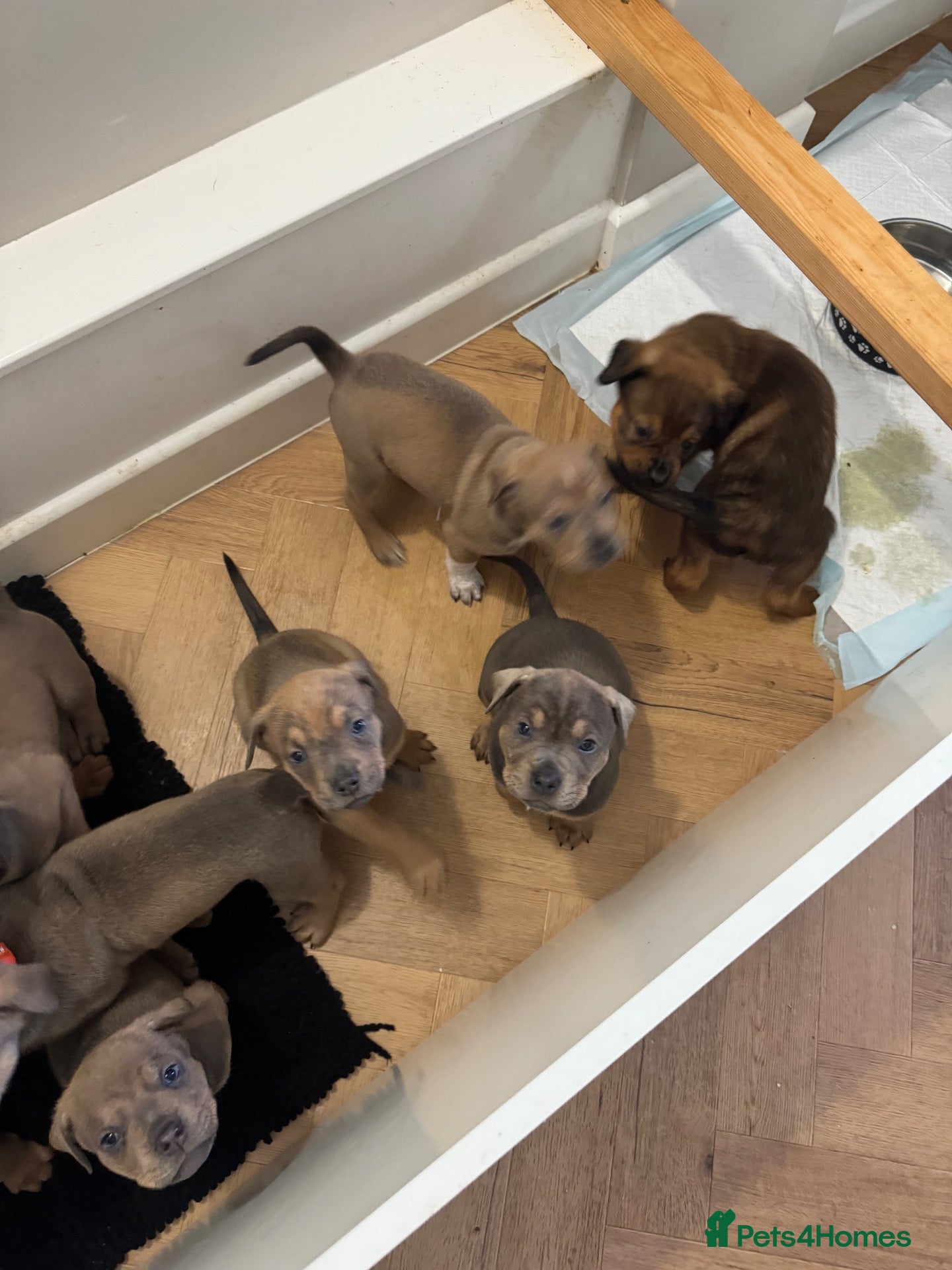 Mixed Breed dogs F5 STAFFWEILER Isabella Chocolate Lilac - Advert 14