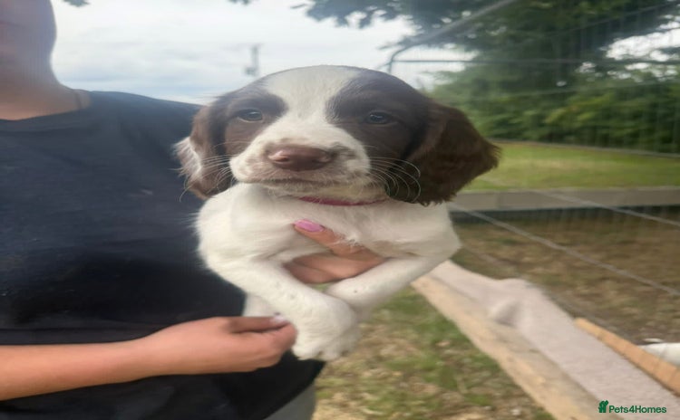 English Springer Spaniel dogs - Advert 1