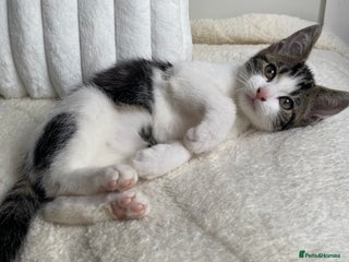 Domestic Shorthair cats - Advert 1