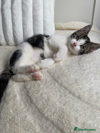 Domestic Shorthair cats - Advert 1