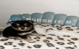 Pomsky dogs for sale: Family-Raised Pomsky Pups - Advert 16