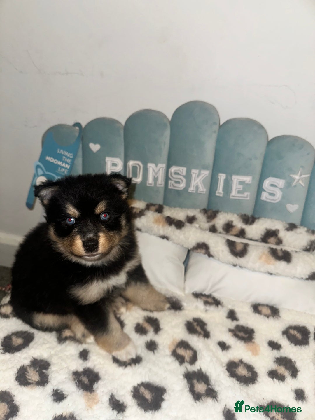 Pomsky dogs for sale: Family-Raised Pomsky Pups - Advert 16