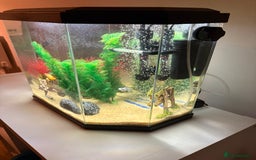 Mollies fish for sale: 4 Mollies  - Image 3