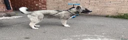 Huskita dogs for sale: Akita - Advert 4