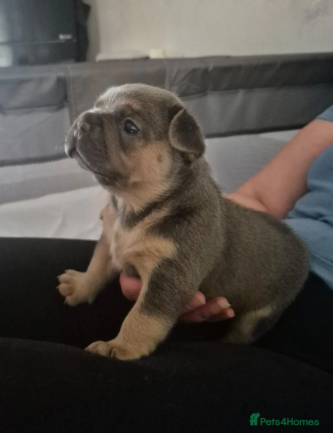 French Bulldog dogs for sale: Buddie - Advert 5