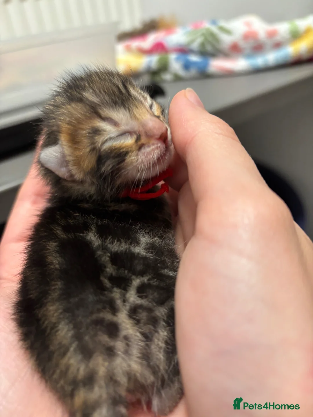 Bengal cats for sale: Adorable TICA registered Bengal Kittens - Advert 1