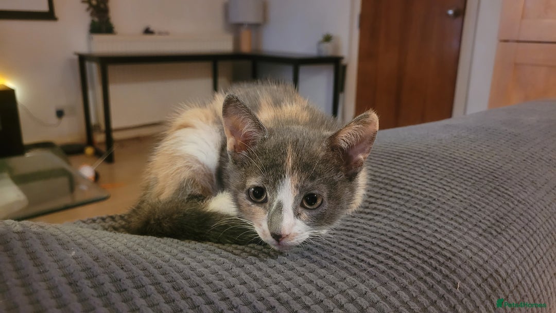 Mixed Breed cats for sale: Three gorgeous kittens available! - Advert 23