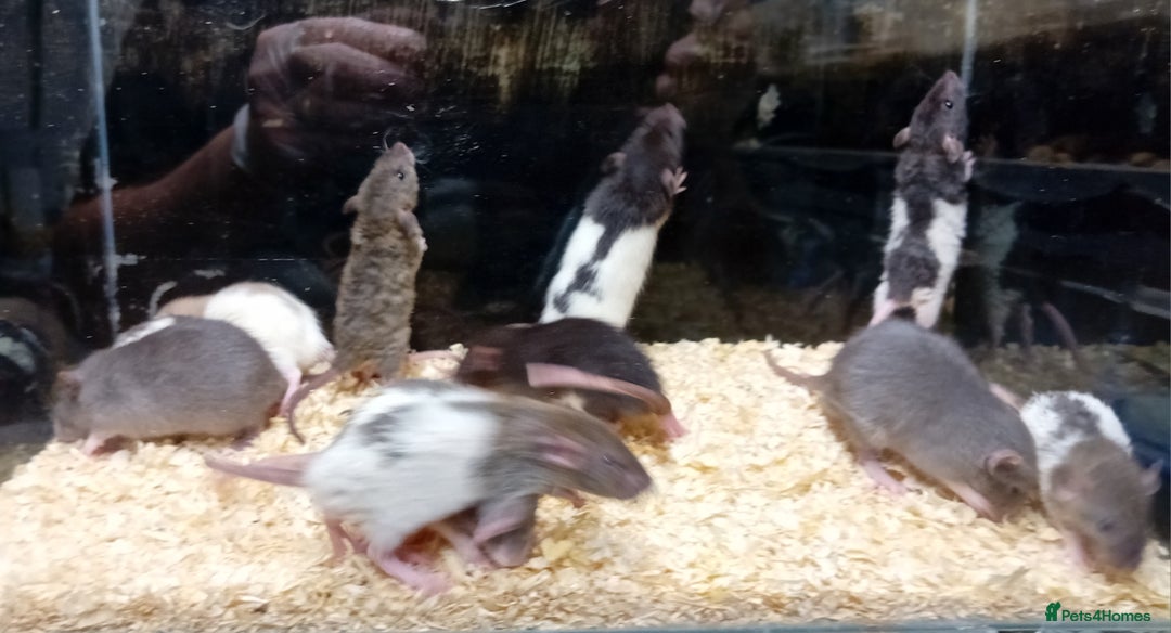 Rat rodents for sale: Dumbo Rats , Normal furred - Rex - Nakeds - Advert 2