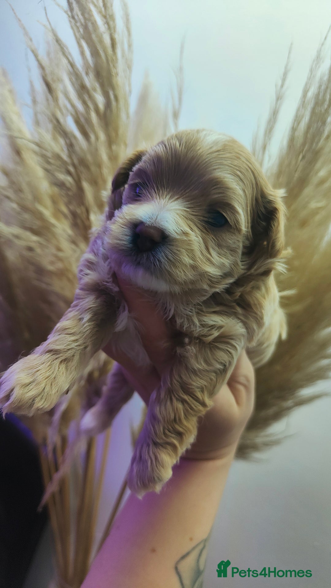 Maltipoo dogs for sale: F1 Tiny Maltipoo Puppies  - Advert 9