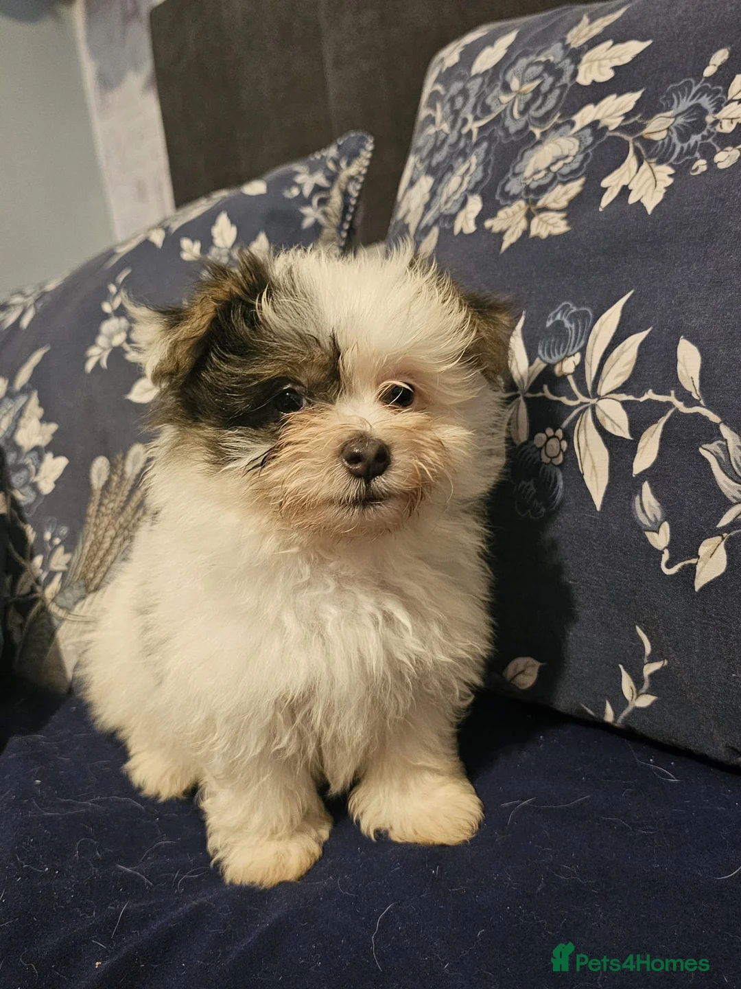 Mixed Breed dogs for sale: BEAUTIFUL POMCHON PUPS  FOR SALE - Advert 1