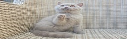 British Shorthair cats for sale: Stunning British Shorthair Kittens  - Advert 8