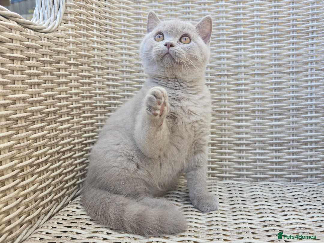 British Shorthair cats for sale: Stunning British Shorthair Kittens  - Image 8