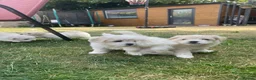 Bichon Frise dogs for sale: 3 boys and 2 girls ready to go after 17/08 - Advert 10