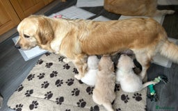 Golden Retriever dogs for sale: Golden retriever pups  - Image 10