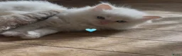 Ragdoll cats for sale: Adorable Purebred Ragdoll Kitties 🤍 - Advert 9