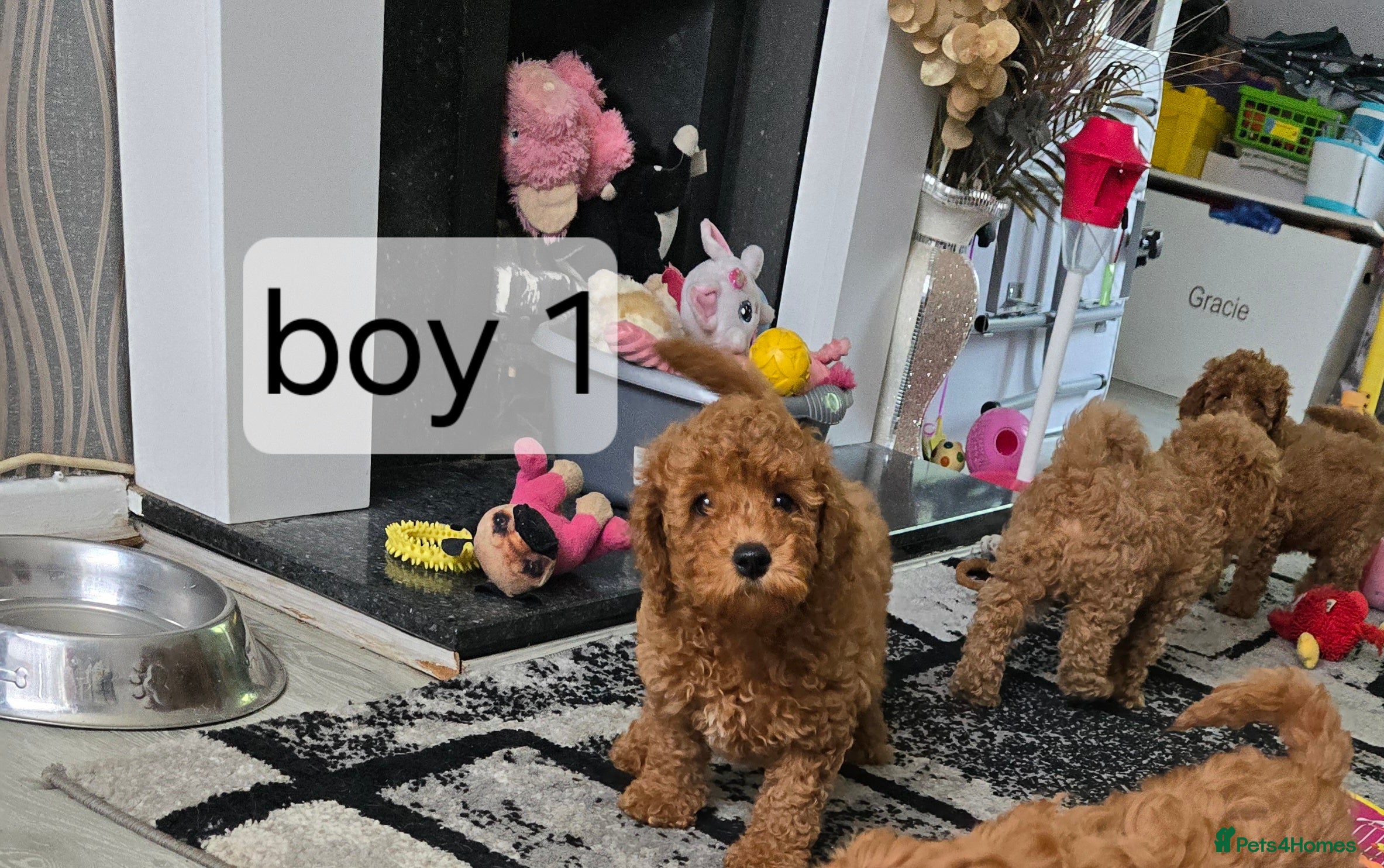 Cavapoo dogs BOYS LEFT ONLY cavapoo pups ready to leave  - Advert 2