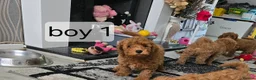 Cavapoo dogs for sale: BOYS ONLY cavapoo pups ready to leave  - Advert 13