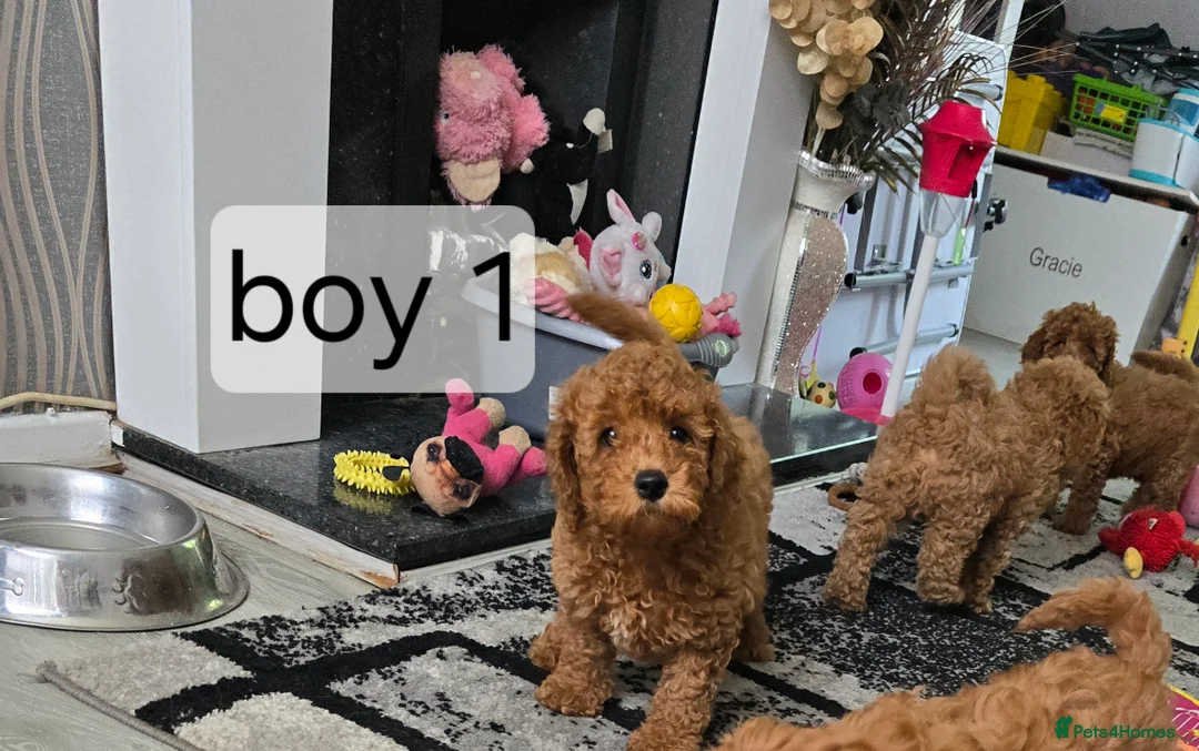 Cavapoo dogs for sale: BOYS ONLY cavapoo pups ready to leave  - Advert 13