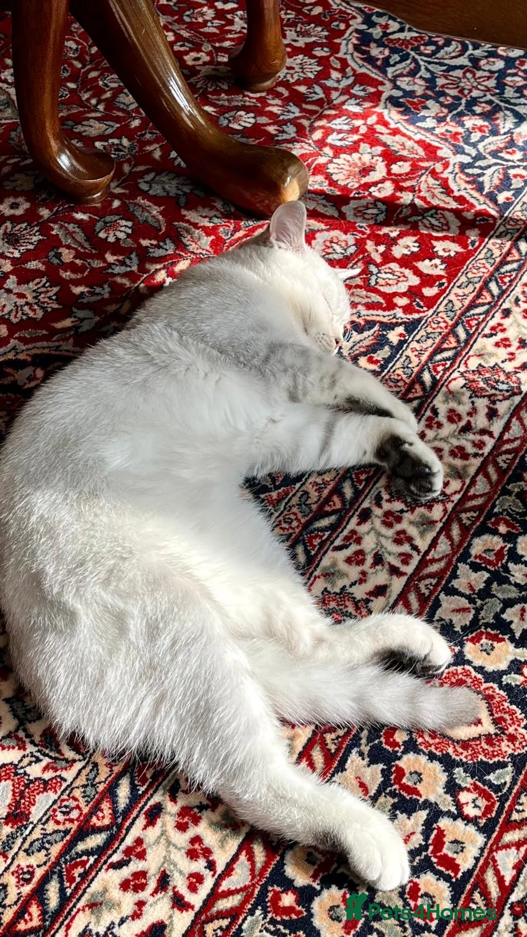British Shorthair cats for sale: Beautiful and Calm British Shorthair Kitten - Advert 6