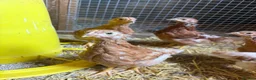 Chickens poultry for sale: 6 week old ISA Brown Pullets - Advert 3