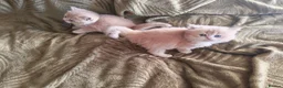 British Shorthair cats for sale: Golden cy12 British Shorthair Boys – Vet Raised in Norwich - Advert 7