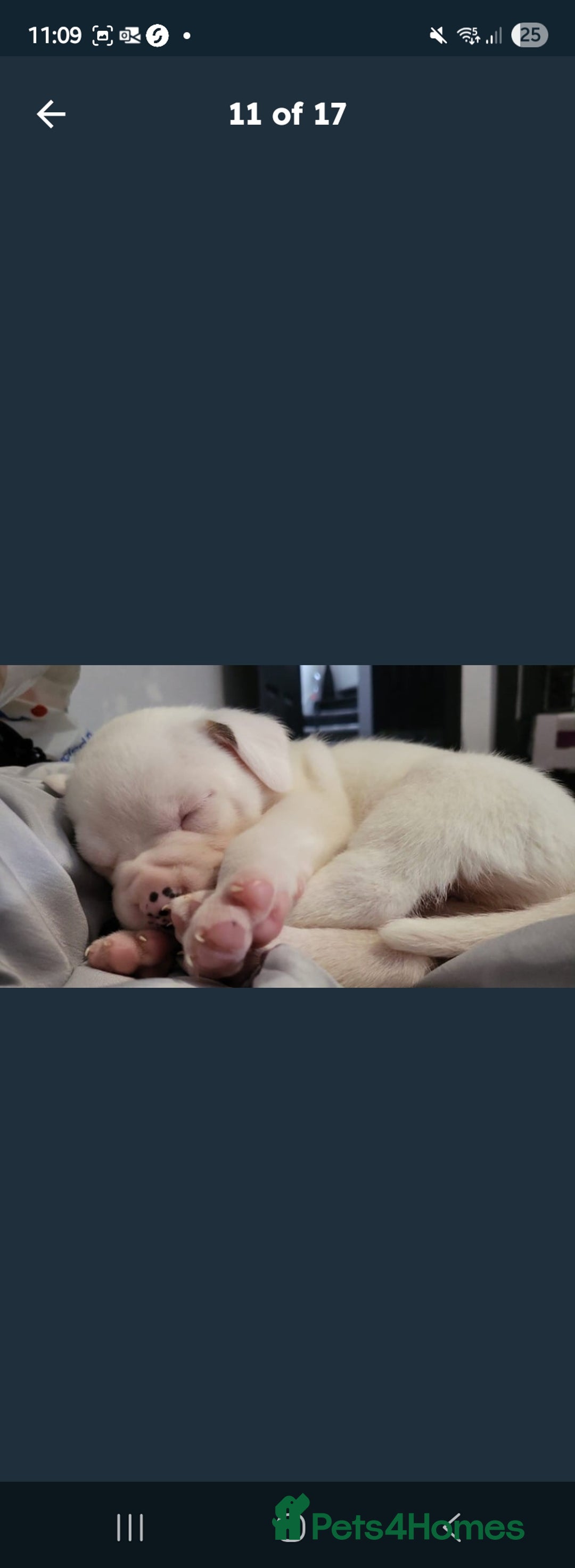 American Bulldog dogs for sale: American bulldog - Image 3